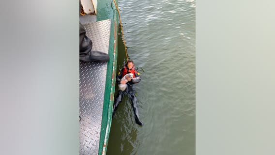 Man rescued after jumping into Hudson River to rescue his dog