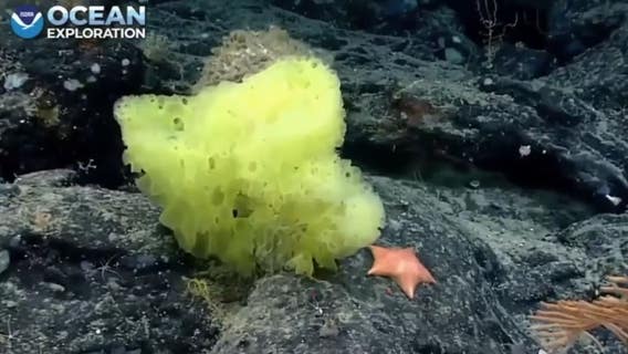 ‘Real life’ SpongeBob SquarePants, Patrick Star spotted by NOAA diver
