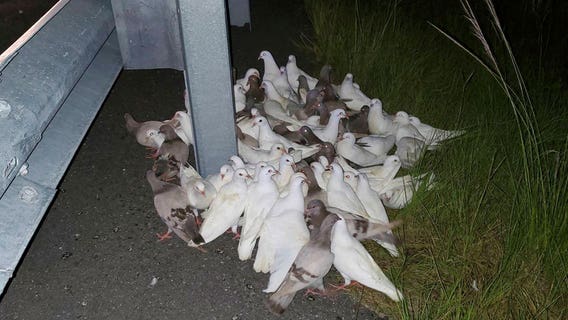 Confused homing pigeons block I-95 exit