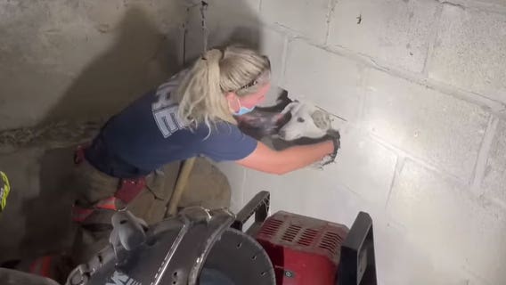 Firefighters rescue dog trapped between concrete walls for days