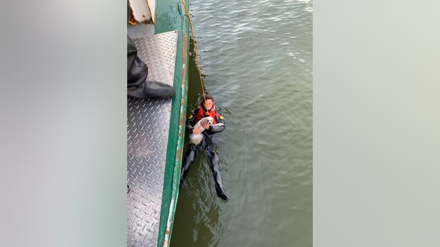 Man rescued after jumping into Hudson River to rescue his dog