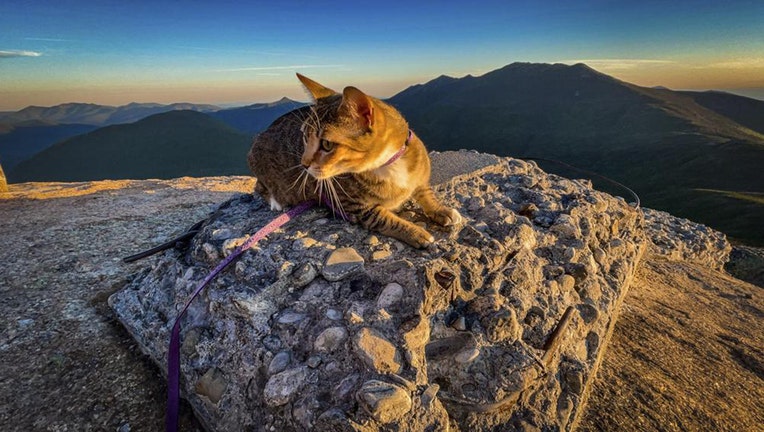 A tabby cat sits on a rock in the mountains; the cat wears a purple harness and leash