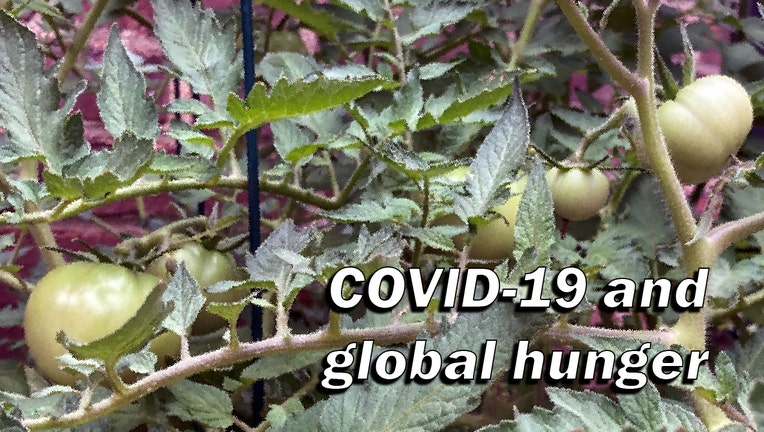 Stylized image of green tomato vines and a graphic that reads "COVID-19 and global hunger"
