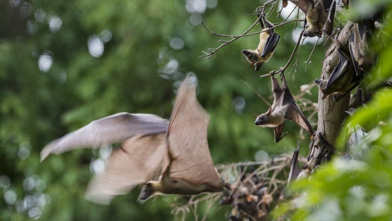 FILE: Straw-coloured fruit bats in April, 2014, Kasanka National Park, Zambia.