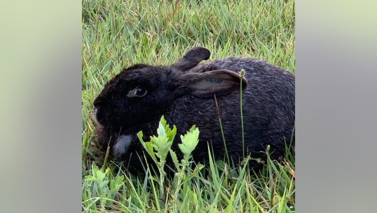 A black rabbit surrounded by grass