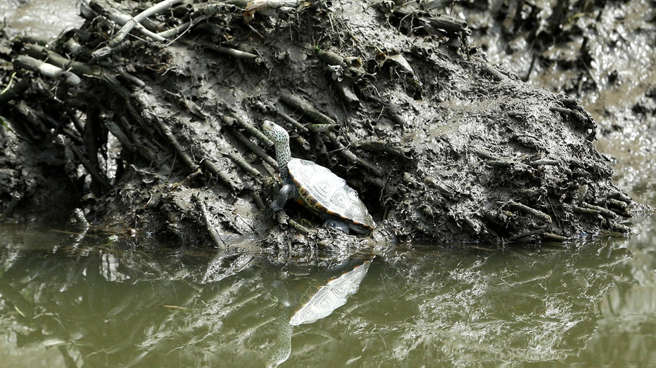 A turtle stands in the muck along the bank of a river