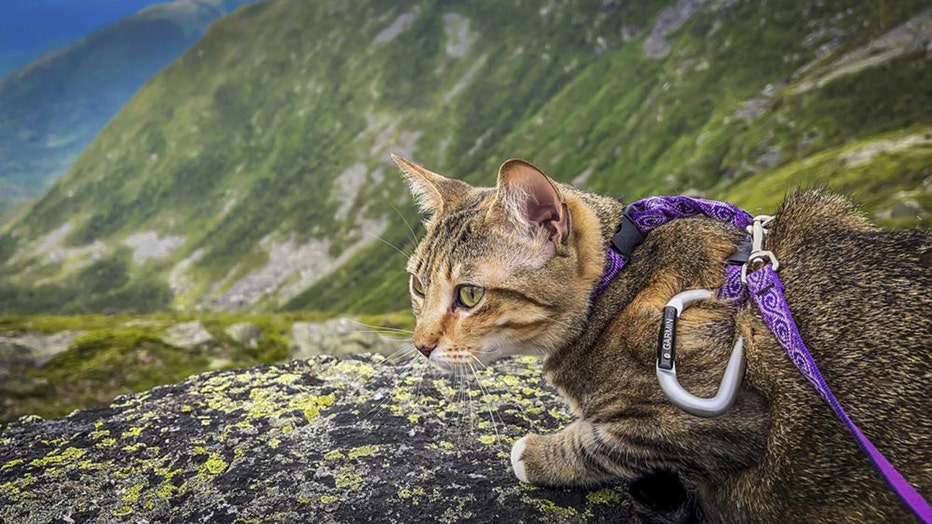 A tabby cat sits on a rock in the mountains; the cat wears a purple harness and leash