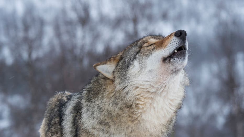 FILE - A gray wolf is pictured howling in the snow at a wildlife park in Norway. (Photo by Wolfgang Kaehler/LightRocket via Getty Images)
