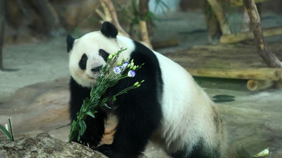 Giant Pandas Celebrate 5th Birthday In Nanning