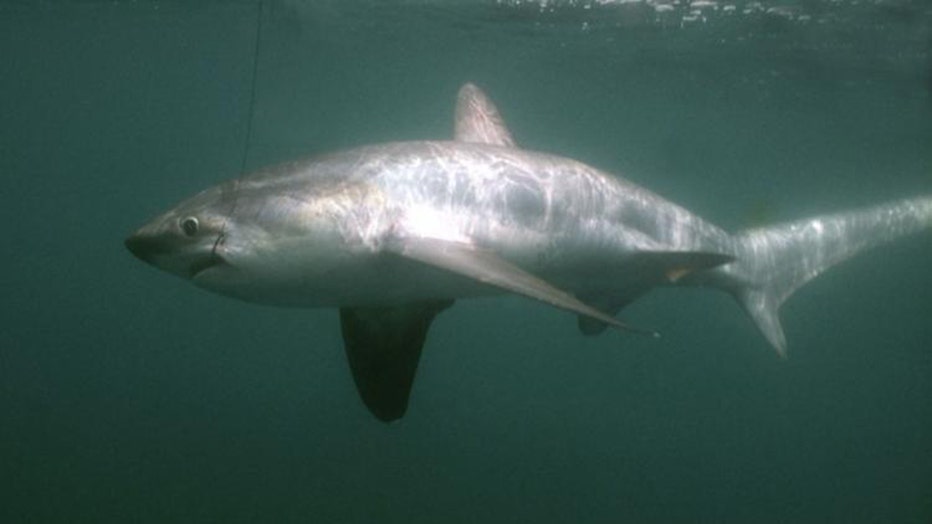 A blueish-gray thresher shark