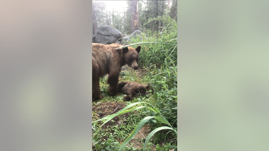 yosemite bear mom baby cub