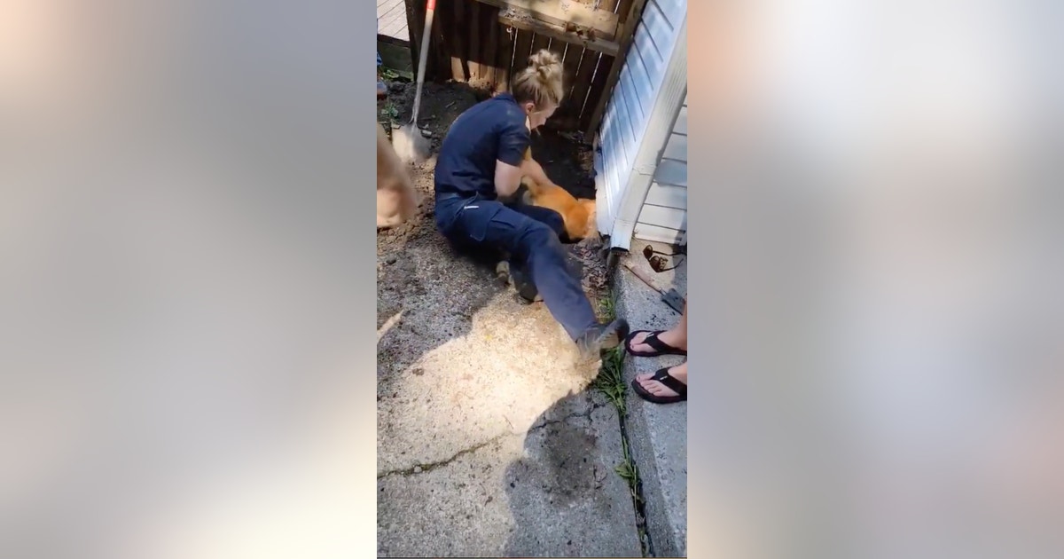 Police ‘dog whisperers’ rescue trapped pet under New York home | FOX 5 ...