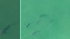 Sharks spotted 200 yards from shores of Southampton