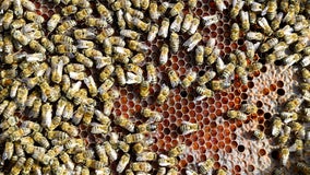 Michigan truck hauling up to 50 million bees crashes, unleashing swarm