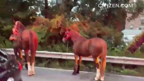 Horse trailer overturns on the Belt Parkway