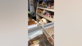 Adorable canine clerk mans convenience store in Ireland