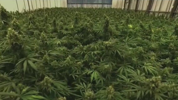 NJ regulators approve rules for recreational cannabis market