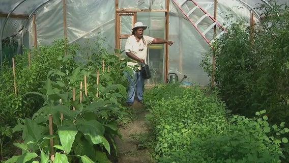 A garden grows in the Bronx