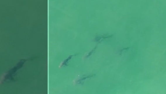 Sharks spotted 200 yards from shores of Southampton