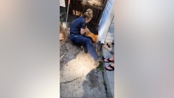 Police ‘dog whisperers’ rescue trapped pet under New York home