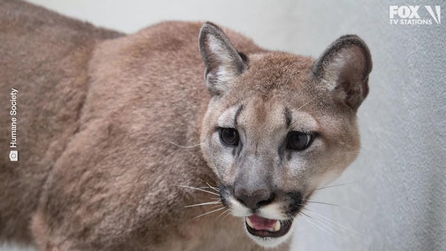 Pet cougar found living in NYC home