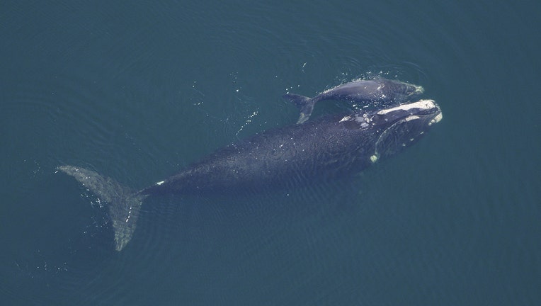 Aerial image of a right whale and its calf