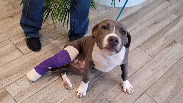 A gray and white pit bull dog with a hing leg in a purple and white cast