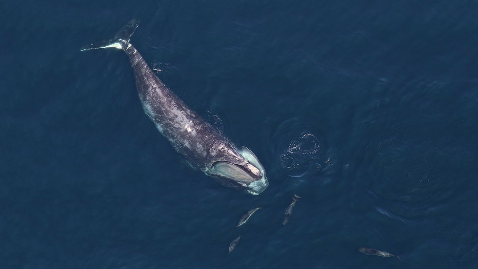 Aerial image of a whale and dolphins feeding at the surface of Massachusetts Bay