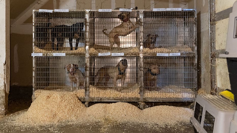 A photo released by the Suffolk County Prosecutor's Office shows dogs in cages.