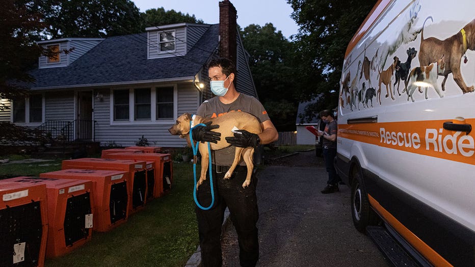 A photo released by the Suffolk County Prosecutor's Office shows a rescued dog.