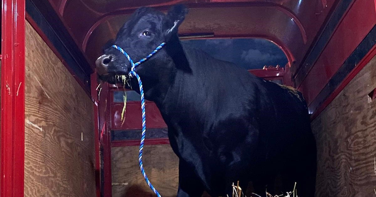 Runaway bull captured on Long Island; will live at New Jersey sanctuary ...