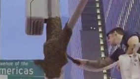 NYPD's new beekeeper removes swarm of 10,000 on first day on job