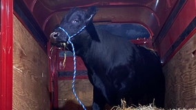 Runaway bull captured on Long Island; will live at New Jersey sanctuary