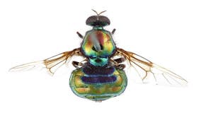 Australian researchers name vibrant rainbow insect in honor of RuPaul