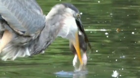 Great blue heron devours rat in Central Park