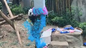 Singapore zoo: Panda father celebrates gender reveal party