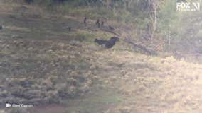 WATCH:  Wolf bites grizzly bear in the butt