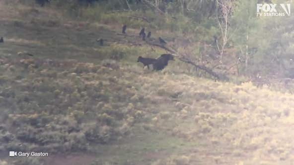 WATCH:  Wolf bites grizzly bear in the butt