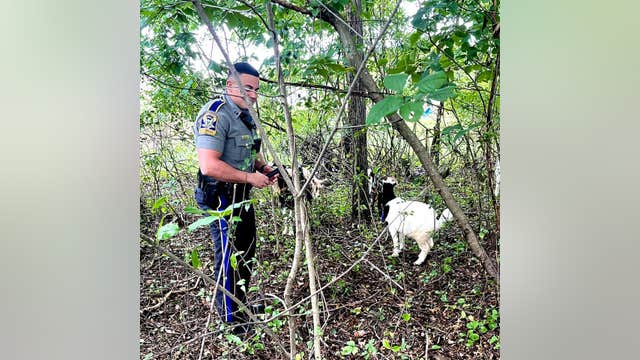 'Kids' these days: Connecticut State Troopers escort wayward goats off highway