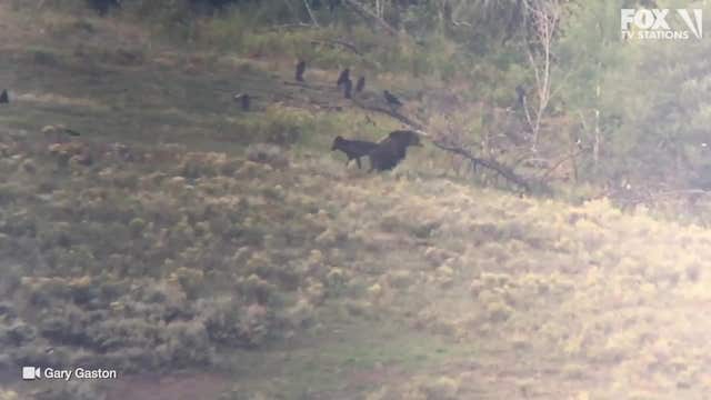 WATCH:  Wolf bites grizzly bear in the butt