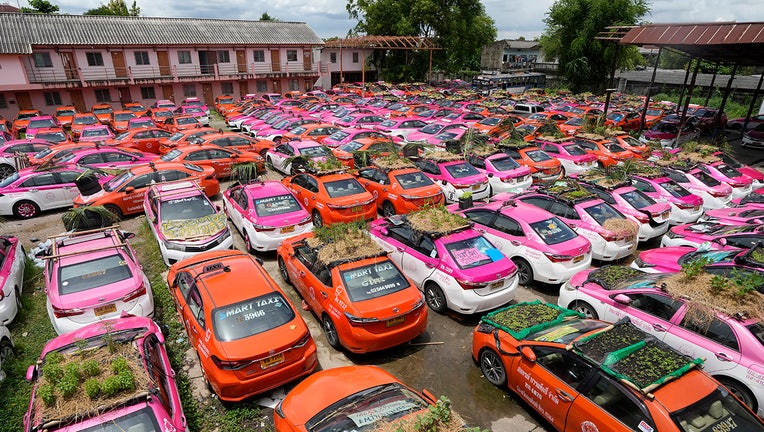 Dozens of taxis with rooftop plant gardens sit in a lot; some taxis are painted orange; some are pink and white