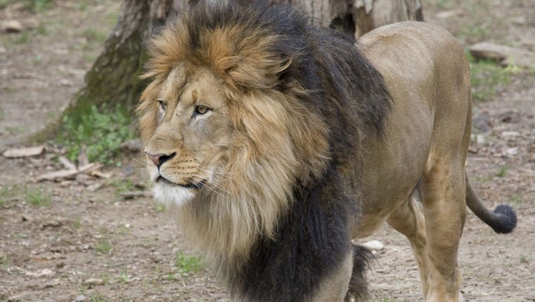 Male African lion, Luke, at the Smithsonian’s National Zoo (Smithsonian’s National Zoo)