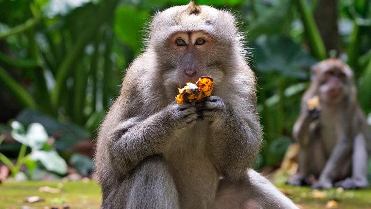 Macaques eat bananas during feeding time at Sangeh Monkey Forest in Sangeh, Bali Island, Indonesia, Wednesday, Sept. 1, 2021. (AP Photo/Firdia Lisnawati)