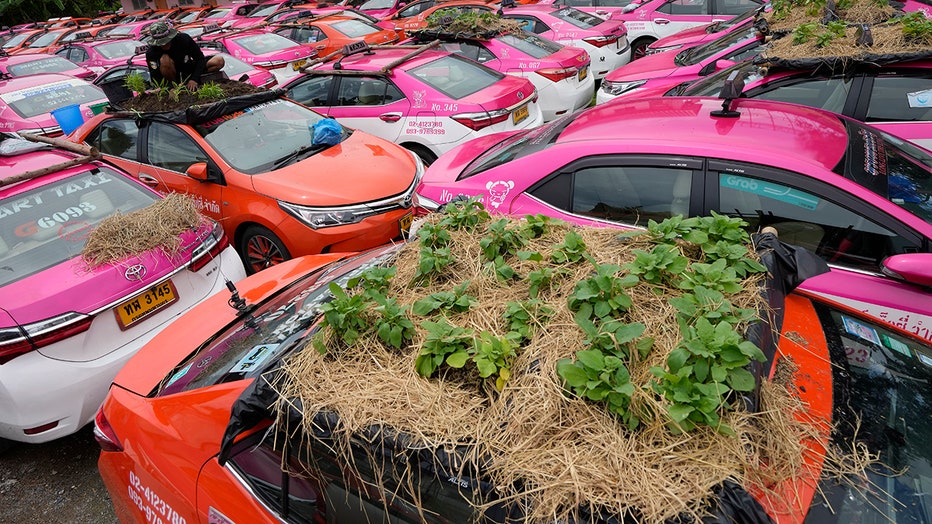 A man works on a small garden planted on top of an unused taxi; several other taxis with rooftop gardens surround him