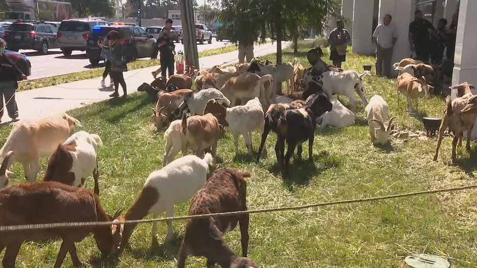 BUCKHEAD GOATS ON THE LOOSE GROUND