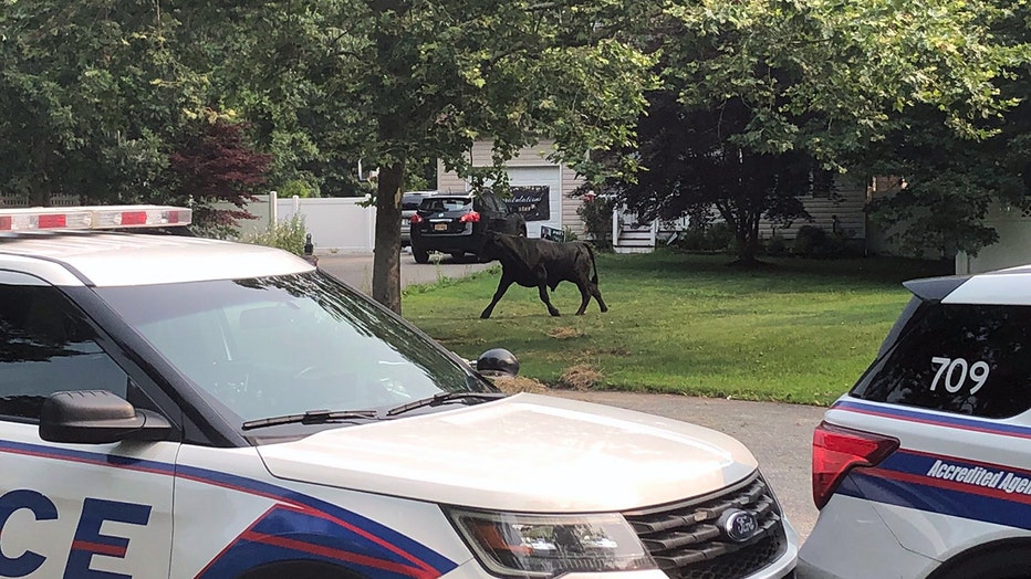 A bull running through a yard behind some police cars
