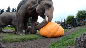 Elephants smash giant pumpkins in Oregon Zoo’s 'Squishing of the Squash'