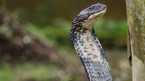 Death By Snakes: India's 'Cobra Killer' sentenced to life in wife's murder