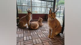 UPDATE: Royal Oak Police capture missing domesticated African caracal cat that got loose