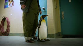 Penguin under SeaWorld Orlando's care beats cancer twice